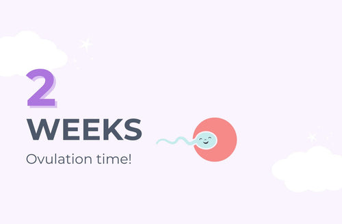 2 Weeks Pregnant: Ovulation Time!