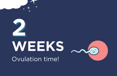 2 Weeks Pregnant: Ovulation Time!