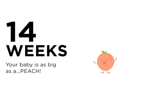 14 Weeks Pregnant: Welcome to the 2nd Trimester!