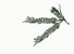Click or Press Enter to select the color Ivory Sprig